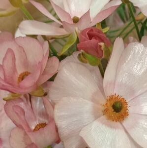 Meet your Posher, Lee anne